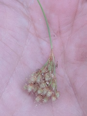 Scirpus pedicellatus
