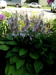 Hosta
