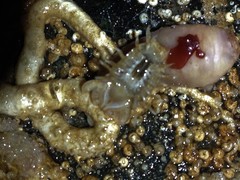 Dynamenella sheareri