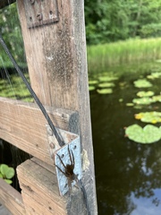 Dolomedes plantarius