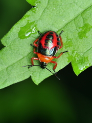 Eocanthecona concinna