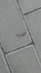 Acronicta megacephala