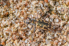 Ellipsoptera cuprascens