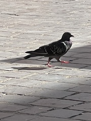 Columba livia domestica