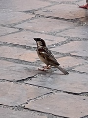 Passer domesticus