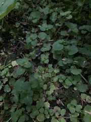 Chrysosplenium glechomifolium