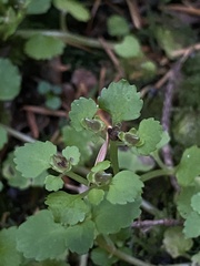 Chrysosplenium glechomifolium