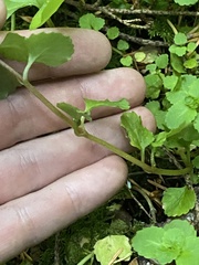 Chrysosplenium glechomifolium