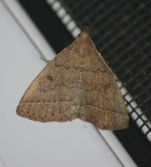 Zanclognatha jacchusalis