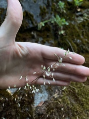 Heuchera micrantha diversifolia