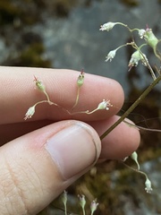 Heuchera micrantha diversifolia