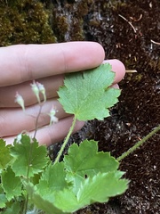 Heuchera micrantha diversifolia