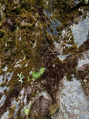Heuchera micrantha diversifolia