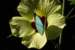 Nepheronia thalassina