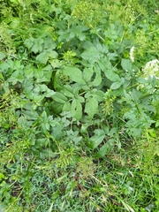 Chaerophyllum aromaticum