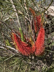 Hakea bucculenta