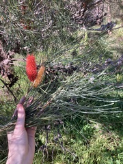 Hakea bucculenta