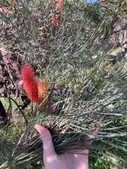 Hakea bucculenta