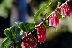 Satyria warszewiczii