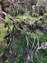 Hakea bucculenta
