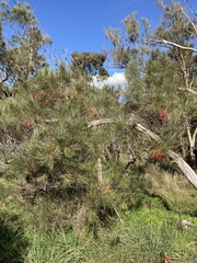 Hakea bucculenta