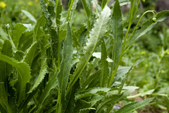Senecio amplectens