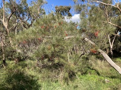 Hakea bucculenta