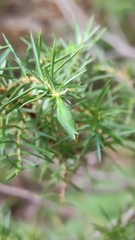 Oligotrophus juniperinus