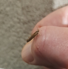 Helcystogramma phryganitis
