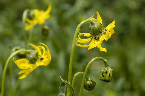 Holm's ragwort (Senecio amplectens var. holmii)