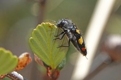 Acmaeodera jocosa