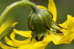 Senecio amplectens
