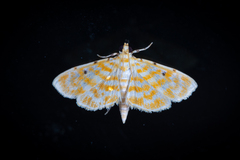 Notarcha aurolinealis