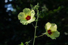 Hibiscus physaloides