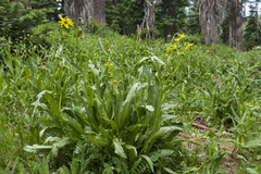 Senecio amplectens