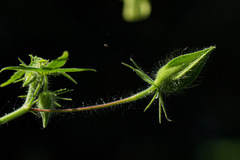 Hibiscus physaloides