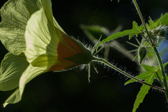 Hibiscus physaloides