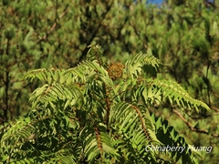 Ailanthus altissima tanakai