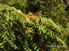 Ailanthus altissima tanakai