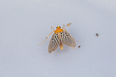 Tyspanodes hypsalis