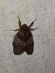 Peridea basitriens
