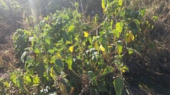 Ambrosia ambrosioides