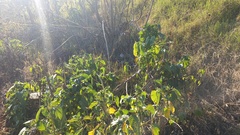 Ambrosia ambrosioides