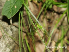 Carex macrandrolepis