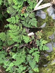 Aleuritopteris formosana