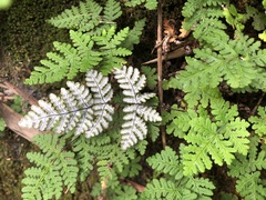 Aleuritopteris formosana