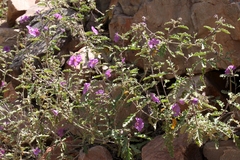 Solanum petrophilum