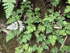 Aleuritopteris formosana