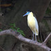 Capped Heron - Photo (c) Bruce Bennett, some rights reserved (CC BY-NC)