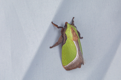 Melinaria pseudorepanda